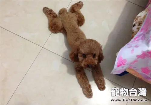 狗狗喜歡趴在地板上的原因分析(共3張圖片)-寵物台灣