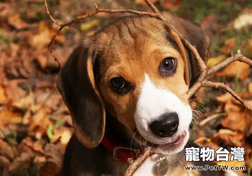 外出遛狗隨行很重要