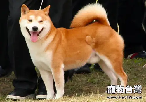 如何讓狗狗養成良好的社交習慣(共2張圖片)-寵物台灣