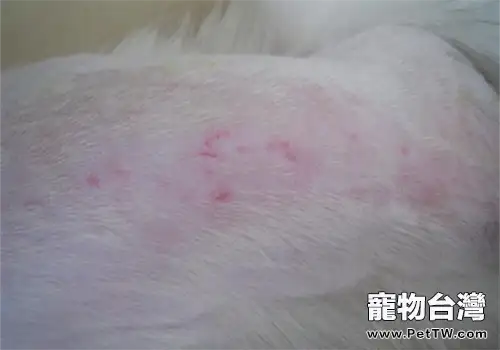 狗狗患濕疹的病因及防治措施
