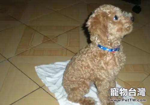 狗狗憋不住尿怎麼辦（1圖）-寵物台灣