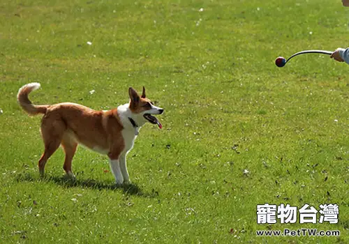 「棍棒」之下出不了好狗