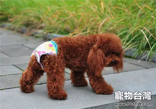 關於母犬生理期的小知識