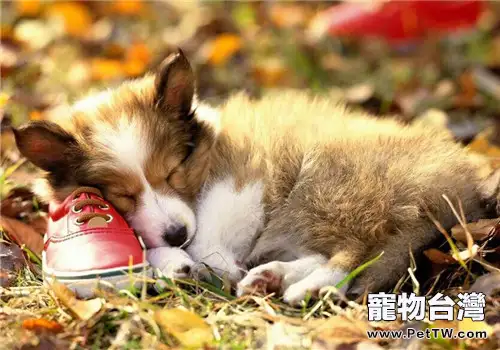 狗狗晚上咳嗽怎麼辦