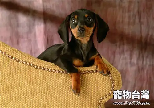狗狗晚上咳嗽怎麼辦