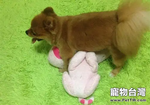 狗狗發情的注意事項