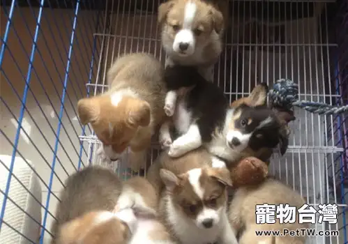 飼養幼犬需要注意哪些