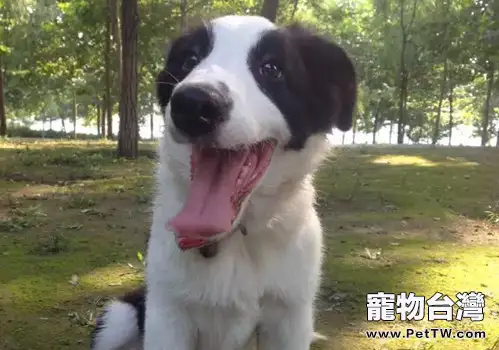 狗狗體內驅蟲需謹慎