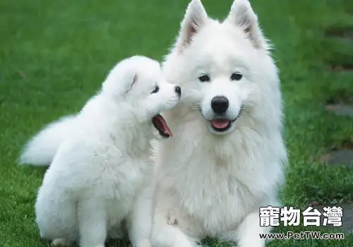 飼養狗狗能降低心臟病發病幾率