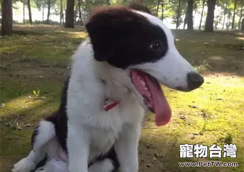 如何訓練狗狗不撿食和拒絕陌生人的食物