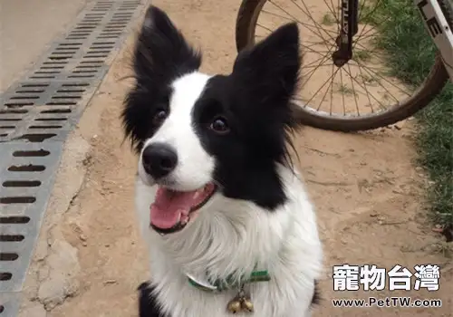 遛狗時需要注意什麼？