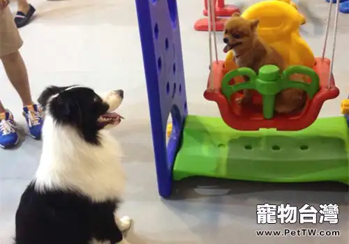 遛狗時需要注意什麼？