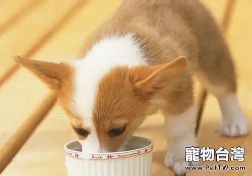 狗狗食物吃多少合適