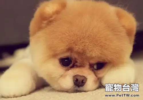 如何照顧患結膜炎的狗狗(共3張圖片)-寵物台灣