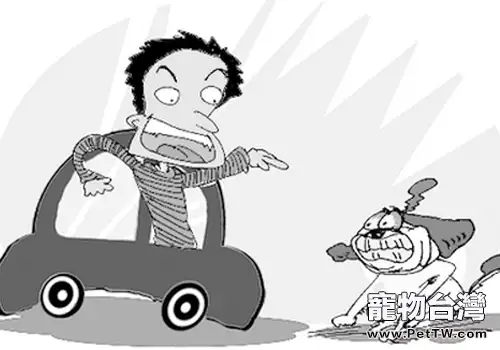 狗狗交通事故糾紛如何處理