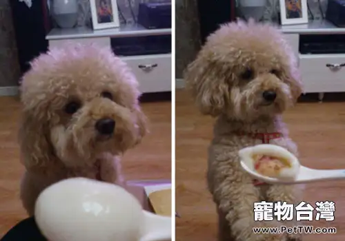 狗狗能否吃湯圓