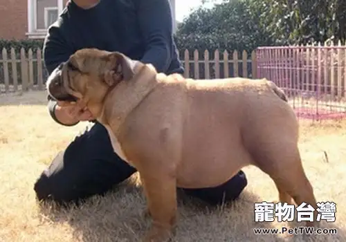 配種母犬同樣很重要