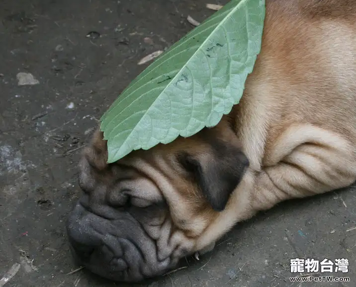 沙皮狗的產後護理知識(1圖)-寵物台灣
