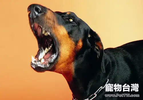 狗狗脾氣變「躁」有原因