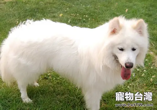 狗狗吃什麼狗糧有助於改善淚痕（共2張圖片）-寵物台灣