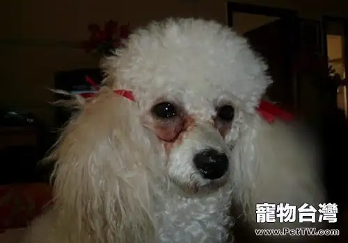 狗狗吃什麼狗糧有助於改善淚痕