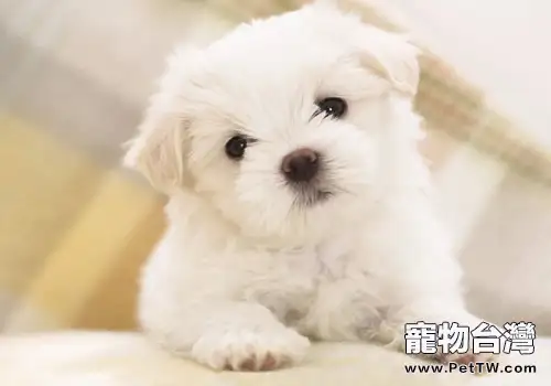 狗狗領地意識過強不是好事(共2張圖片)-寵物台灣