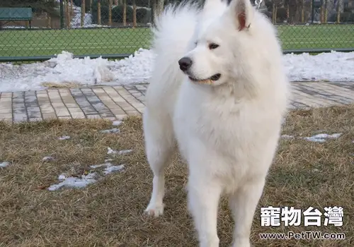 適合孩子飼養的活潑狗狗