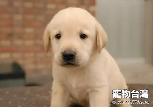 適合孩子飼養的活潑狗狗