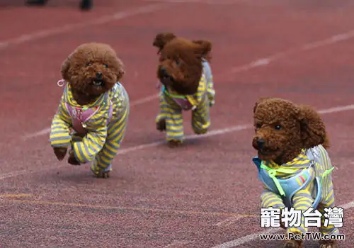 是否該讓狗狗偶爾也吃些苦