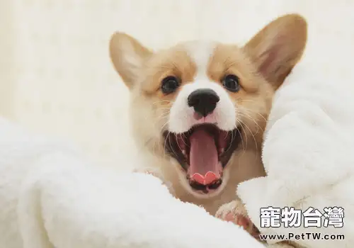 是否該讓狗狗偶爾也吃些苦