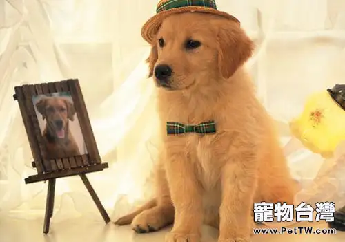 黃金獵犬也會生氣(1圖)-寵物台灣