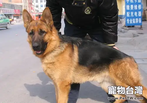 正確馴養狗狗的方法