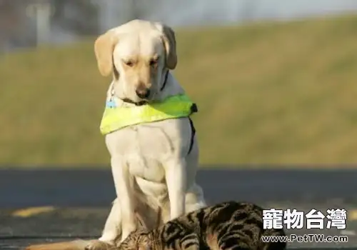 正確馴養狗狗的方法