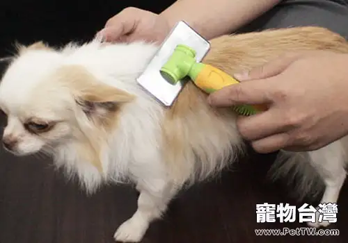 讓狗狗遠離寄生蟲狗的工具有哪些(共2張圖片)-寵物台灣
