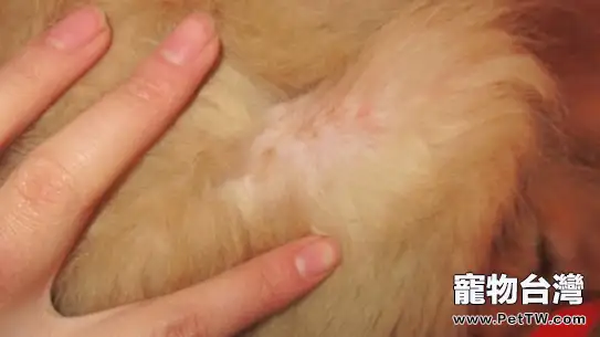 寵物犬常見的皮膚病有哪些