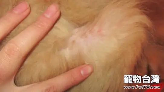 寵物犬常見的皮膚病有哪些(1圖)-寵物台灣