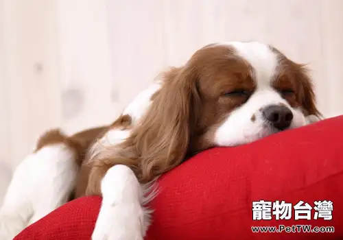 狗狗睡覺時抖腳是為什麼
