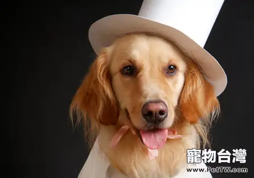 為狗狗拍照為何這麼貴