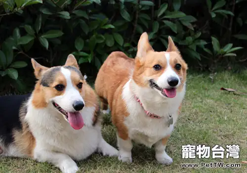 狗狗智商有高低,應正確對待(共2張圖片)-寵物台灣