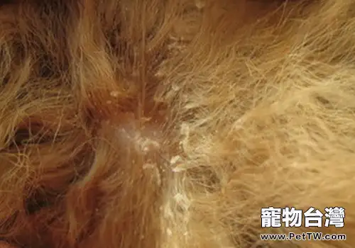 狗狗總是有皮屑怎麼辦(共4張圖片)-寵物台灣