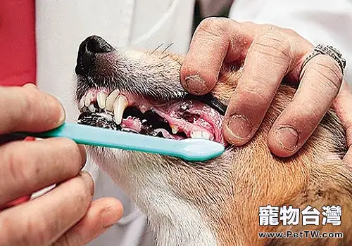 狗狗洗牙有什麼風險
