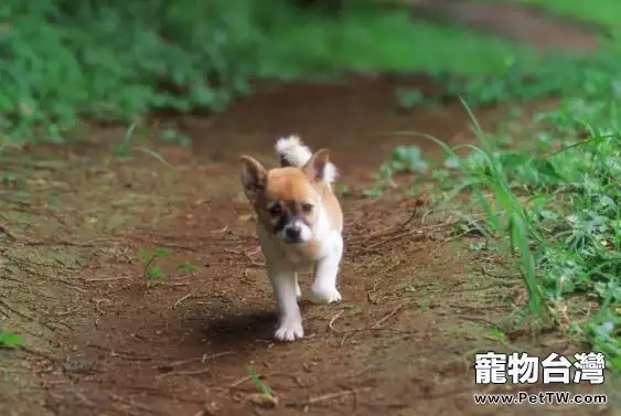 夏季皮膚病多發的原因和對策