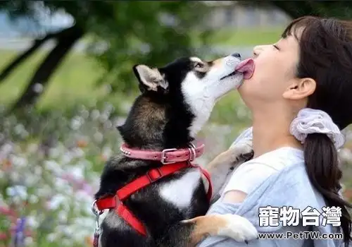 狗狗的吻是否能帶來益生菌