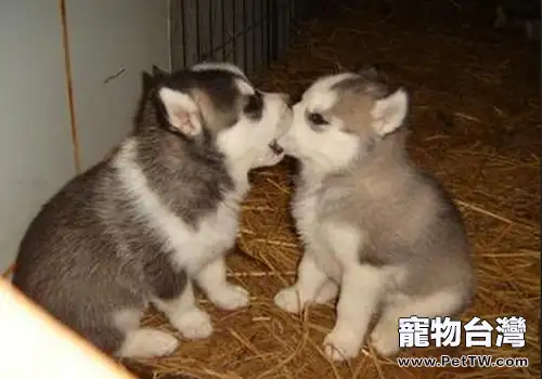 狗狗的吻是否能帶來益生菌