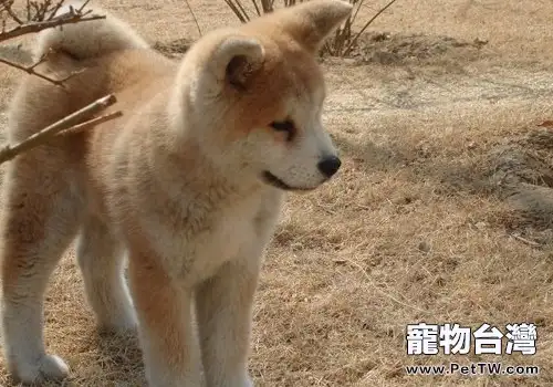 秋田犬的智商怎麼樣