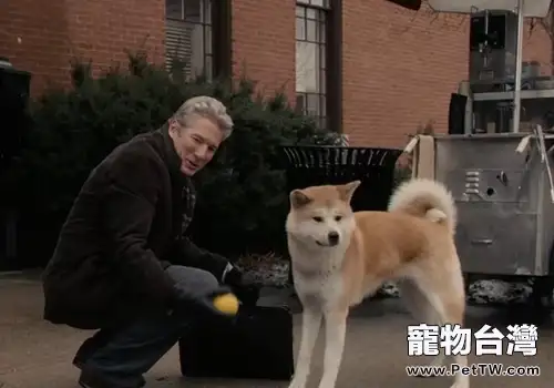 秋田犬的智商怎麼樣(共3張圖片)-寵物台灣