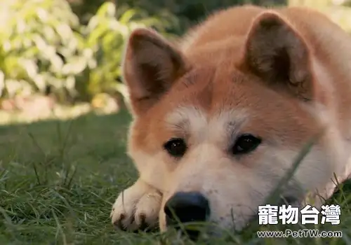 秋田犬的智商怎麼樣