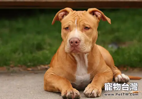如何訓練比特犬的力量(共2張圖片)-寵物台灣