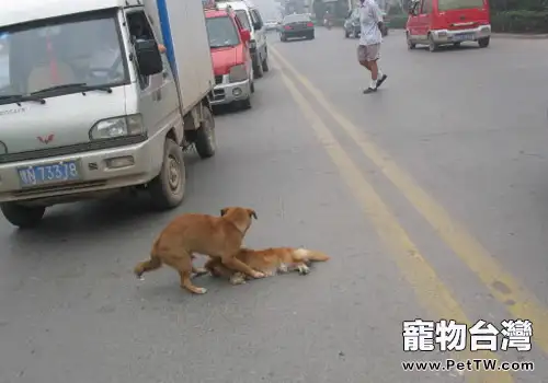 狗狗被車撞怎麼辦(共2張圖片)-寵物台灣