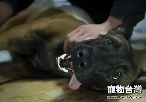 狗狗被車撞怎麼辦